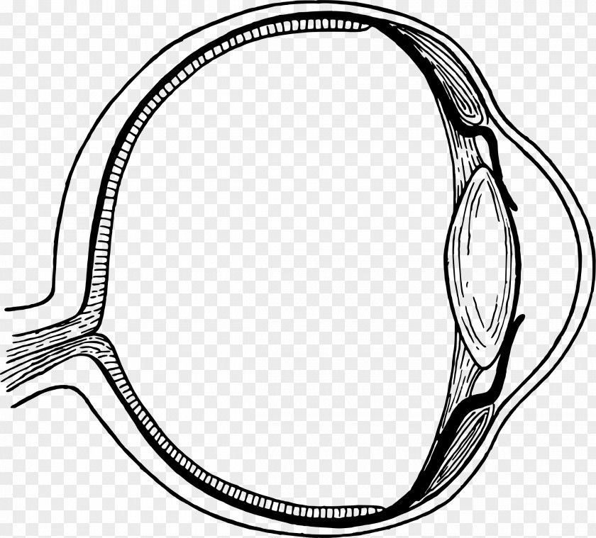 Eyeball Line Art Eye Drawing Clip PNG