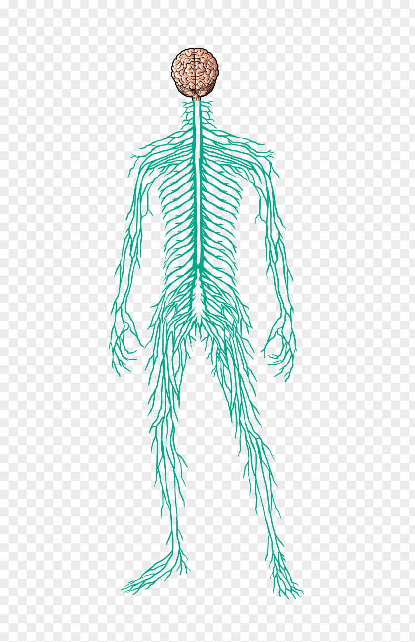 Human Muscle Nervous System Body Nerve Homo Sapiens PNG