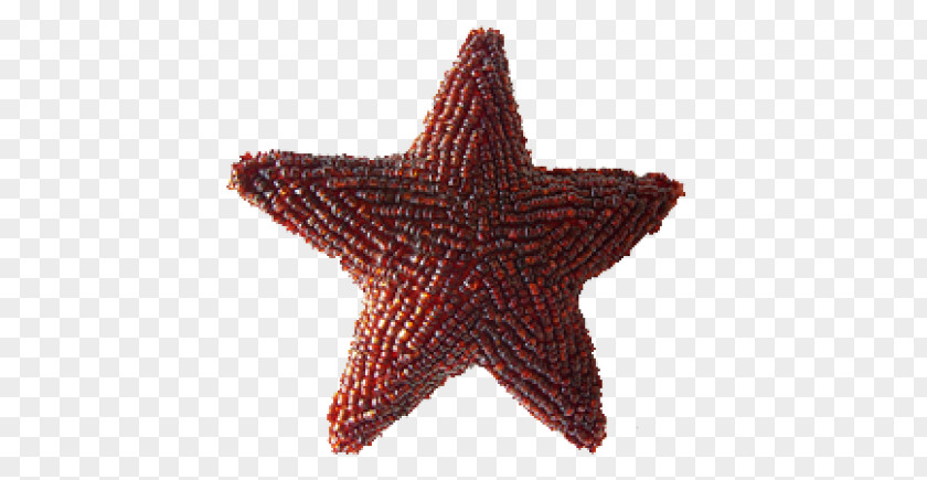 Starfish Christmas Poinsettia PNG