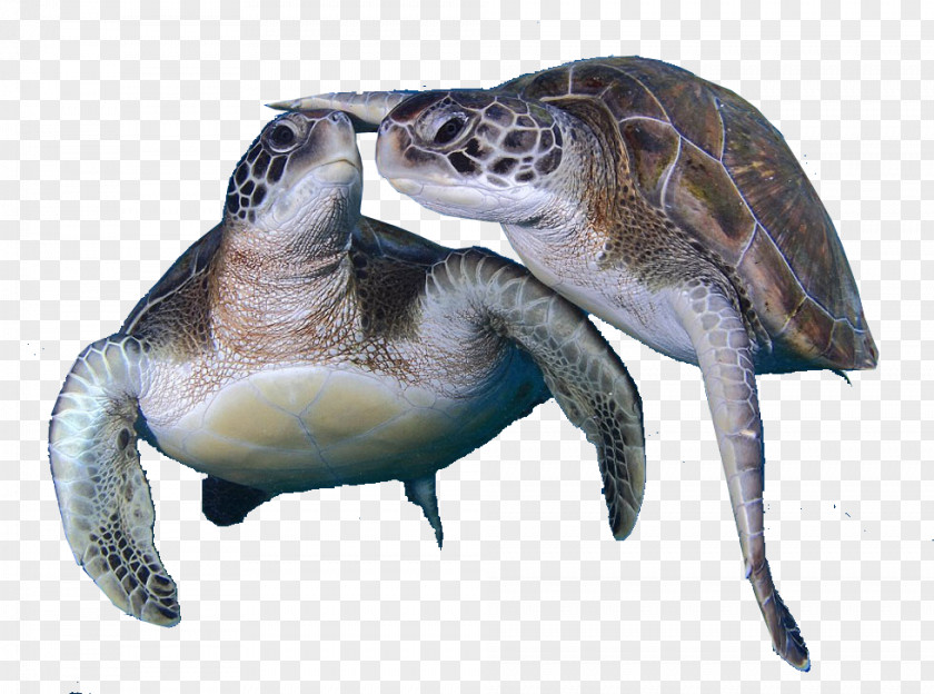 Two Turtles PNG turtles clipart PNG