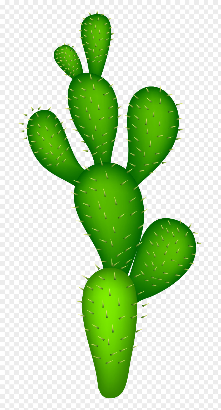 Vector Green Desert Cactus Cactaceae Clip Art PNG