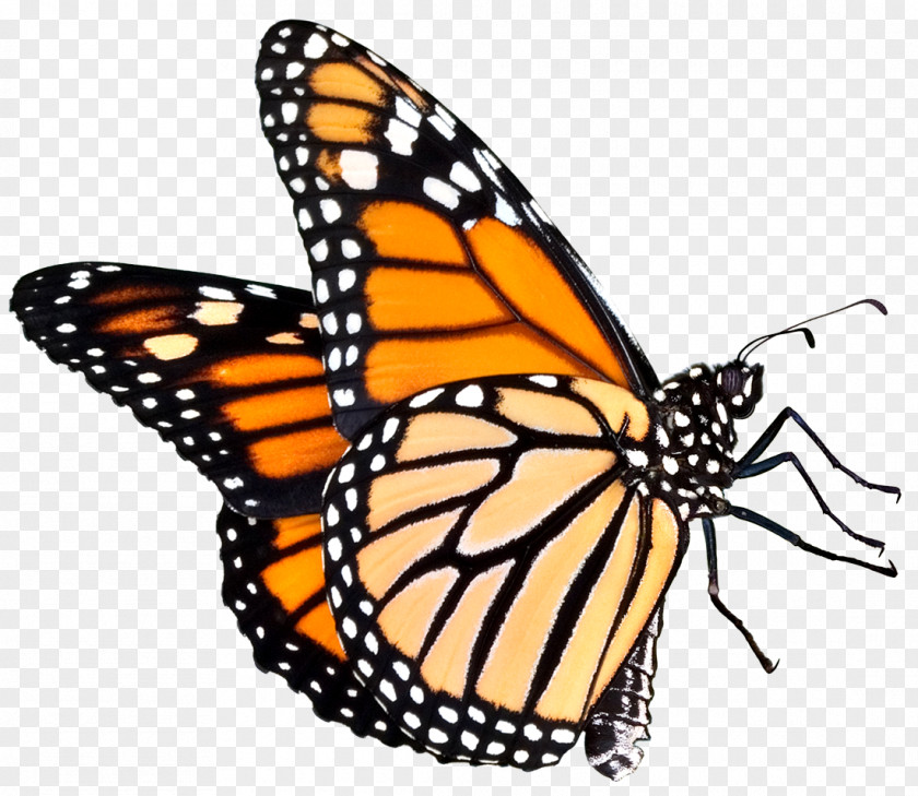 Butterfly The Place Monarch Clip Art PNG