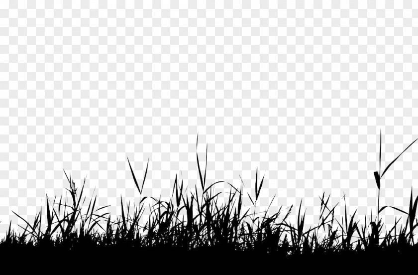 Disorderly Grass Silhouette Royalty-free Photography Clip Art PNG
