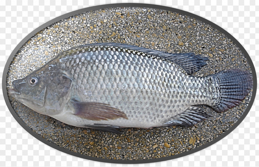 Fish Nile Tilapia Farming Pacu PNG