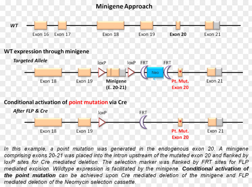 Mutation Gene Targeting Minigene Point Cre-Lox Recombination PNG