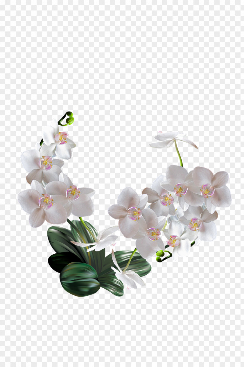 Osmanthus Flower The Orchids Of Philippines Artificial Clip Art PNG
