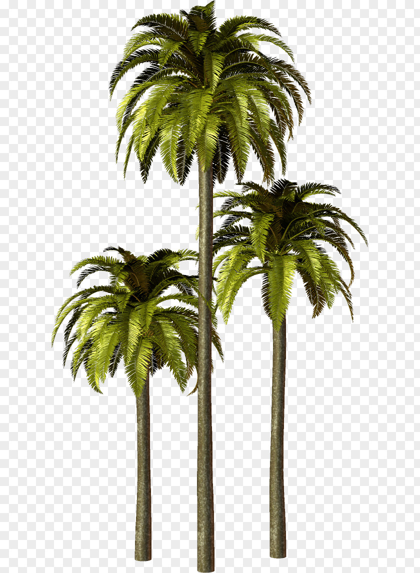 Arecaceae Asian Palmyra Palm Babassu PNG