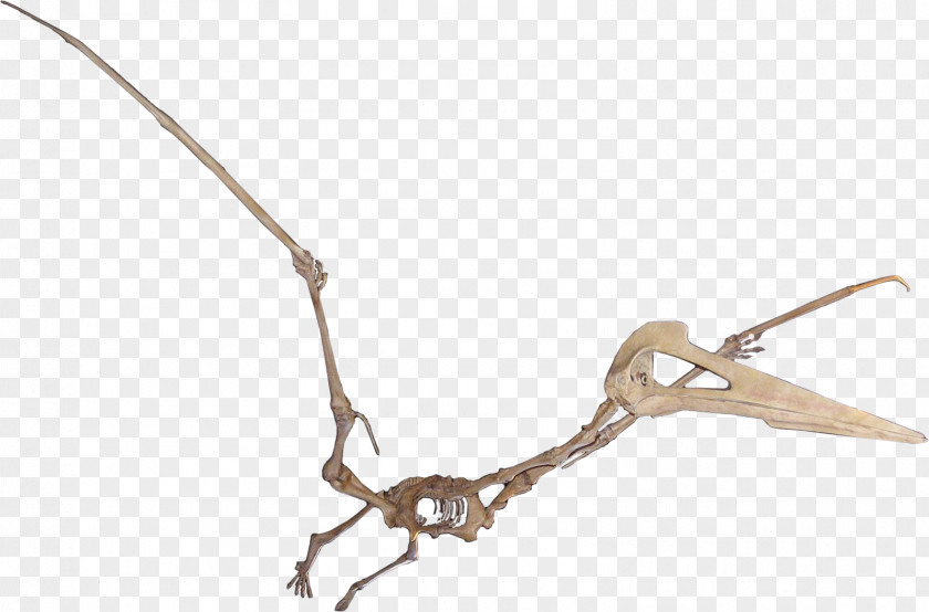 Dinosaur Skeleton Quetzalcoatlus Hatzegopteryx Maastrichtian Javelina Formation Pterosaurs PNG