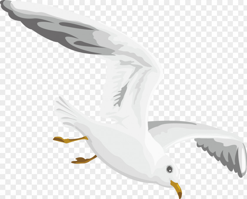 Flying Seagull Decoration Design Gulls European Herring Gull PNG