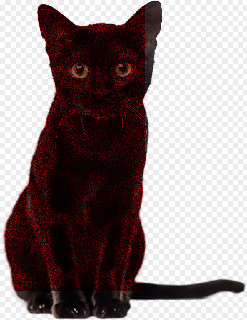 German Rex Black Cat Havana Brown Korat Domestic Short-haired PNG