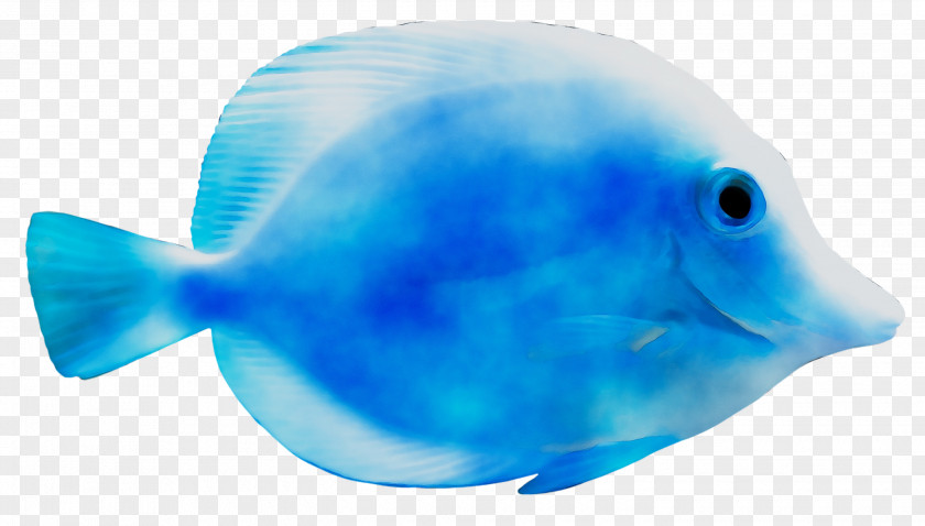 Marine Biology Mammal Water Plastic PNG