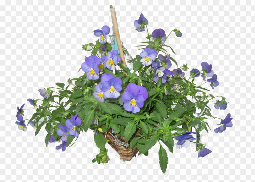 Weekend Sale Pansy Hare Hatch Sheeplands Violet Bedding Flowerpot PNG