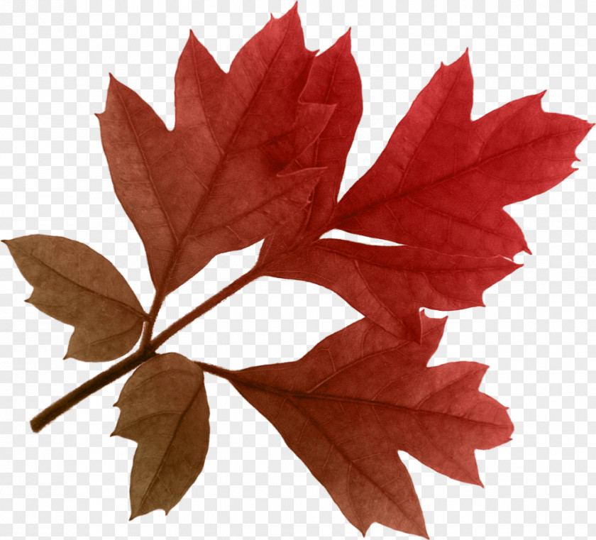 Autumn Leaf Color PNG