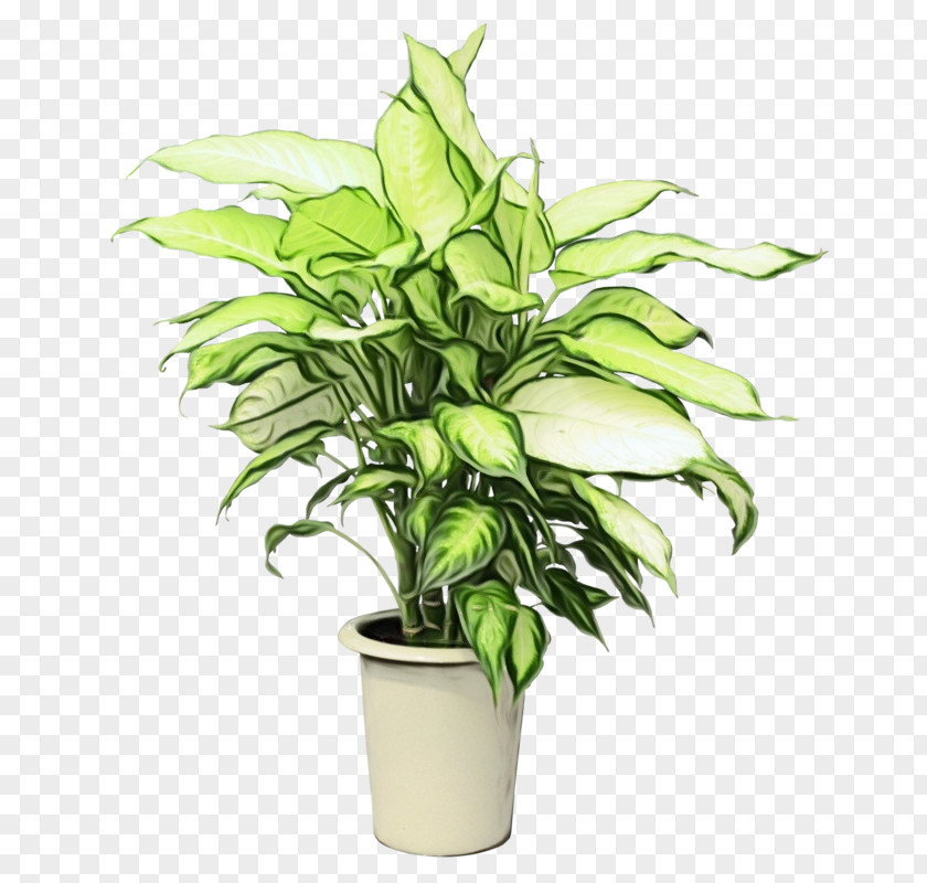 Herb Plant Stem Flowerpot Flower Houseplant Leaf PNG