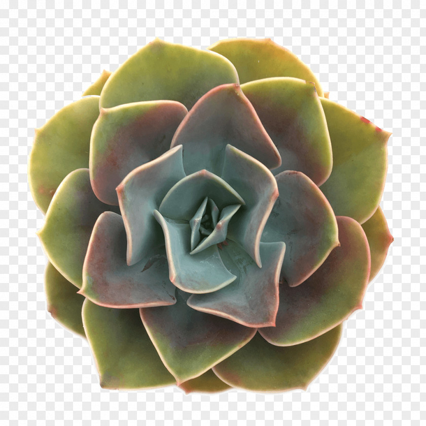 Succulent Plant Echeveria Rosette Cactaceae PNG