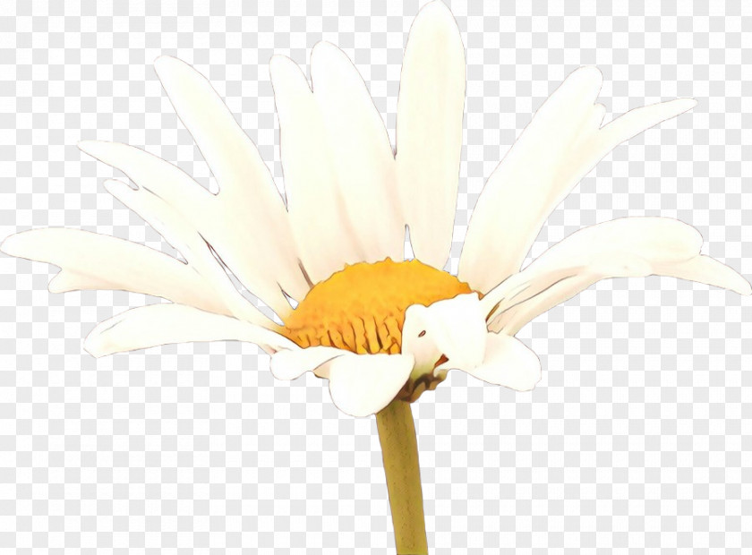 Transvaal Daisy Cut Flowers Desktop Wallpaper Plant Stem Yellow PNG