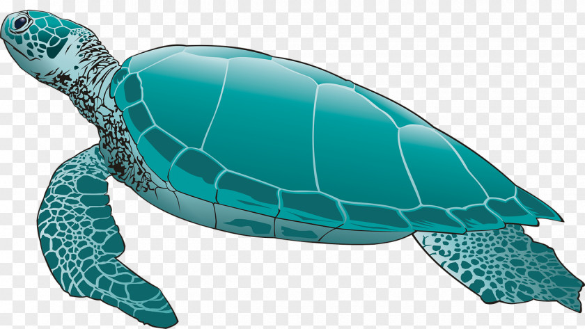Turtle Sea Reptile Image Tortoise PNG