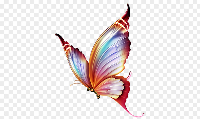 Butterfly Paper Drawing Pencil PNG