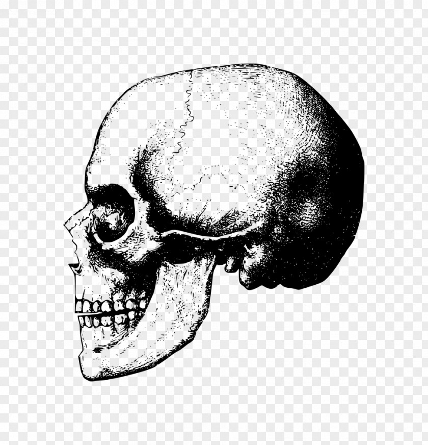 Cartoon Skull Finger Bone Skeleton Clip Art PNG