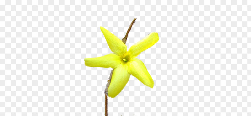 Forsycje Plant Stem Flowering Plants PNG