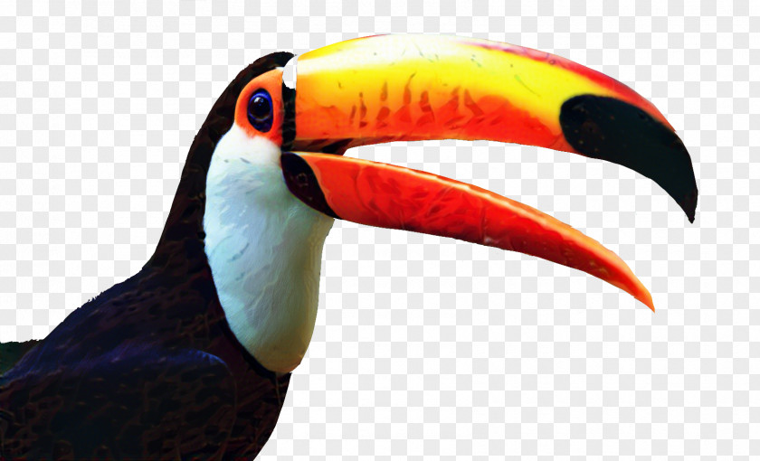 Toco Toucan Clip Art Bird PNG