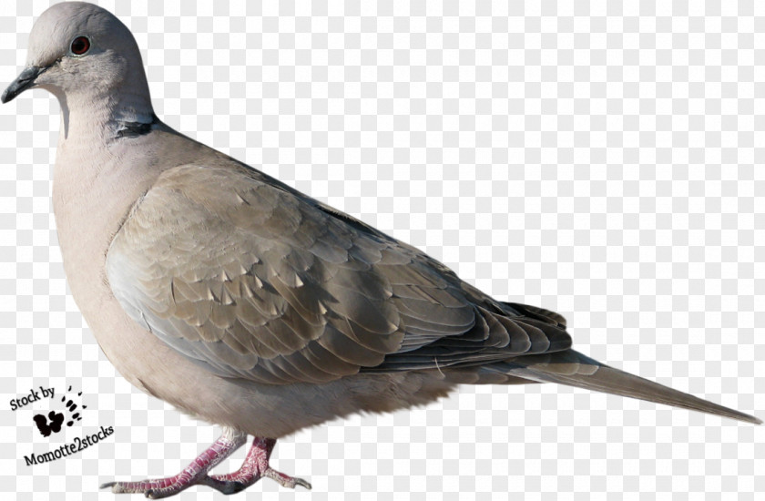 DOVE Bird Columbidae Trash Doves PNG
