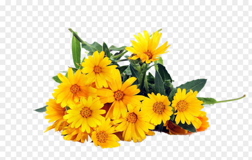 Flower Bouquet Yellow Common Daisy Stock Photography PNG