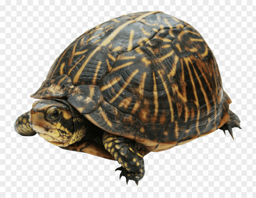Turtle Box Turtles Reptile Clip Art PNG