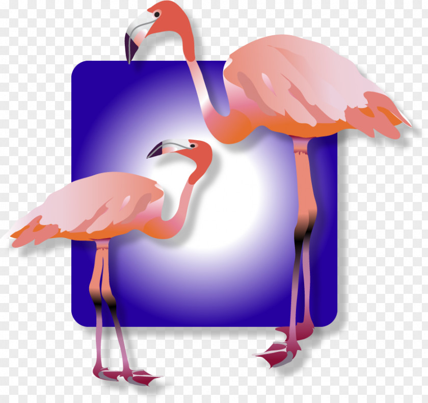Flamingos Water Bird Beak PNG