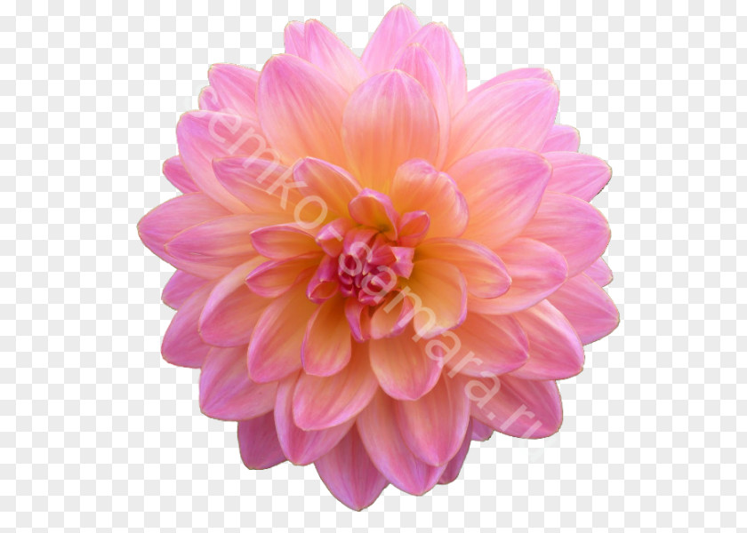 Flower Dahlia Clip Art Image Computer File PNG