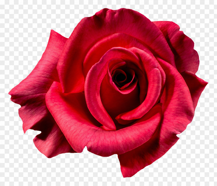 Red Rose Flower Top View Garden Roses Centifolia PNG