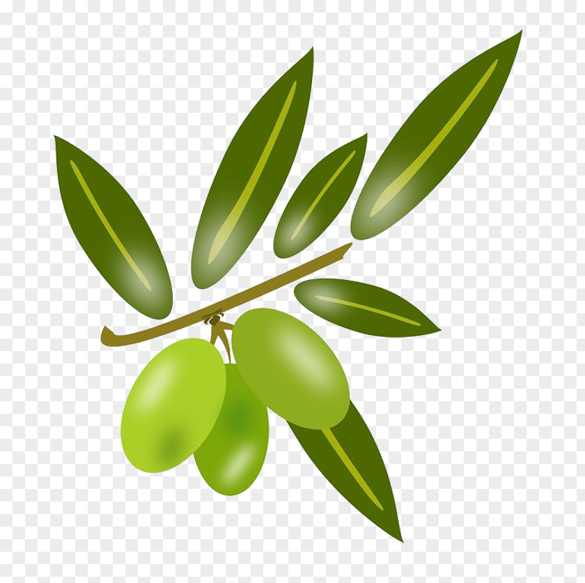 Vector Olive Download Leaf Oil Cooking PNG