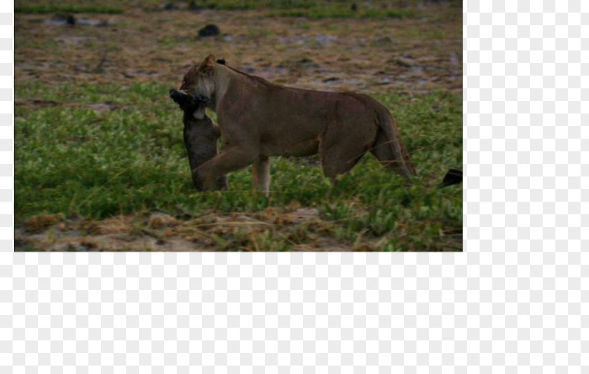 Animal Kingdom Dog Breed Fauna Wildlife Terrestrial PNG