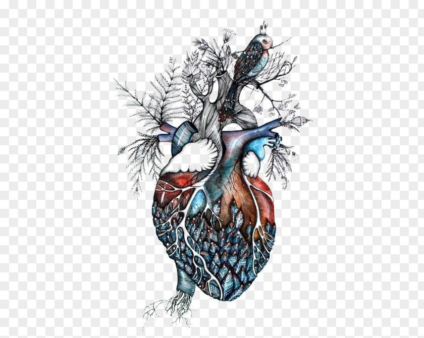 Creative Heart Drawing Southbound Jeremy Poland Anatomy PNG