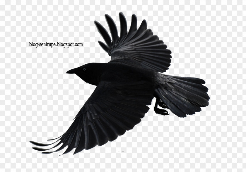 Crow Desktop Wallpaper High-definition Television 1080p Video Display Resolution PNG