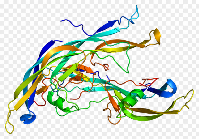 Follicle FSHB Follicle-stimulating Hormone Thyroid-stimulating Human Chorionic Gonadotropin Apelin PNG