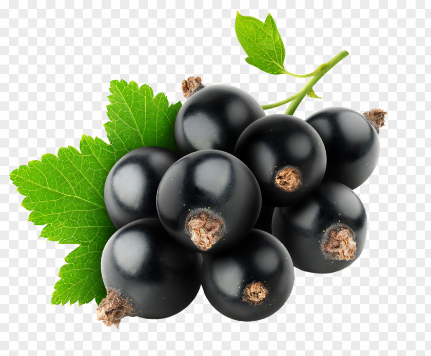 Juice Blackcurrant Zante Currant Flavor Redcurrant PNG