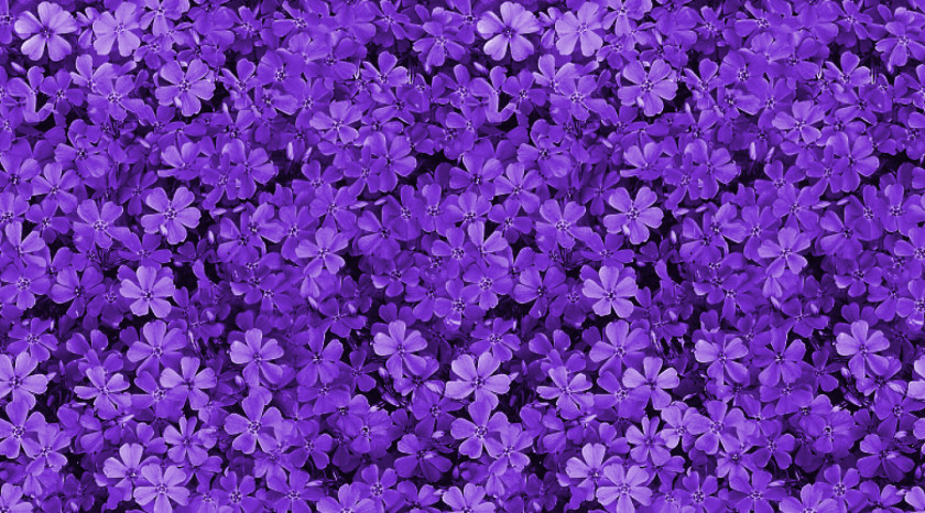 Purple Flowers Pink Violet Wallpaper PNG