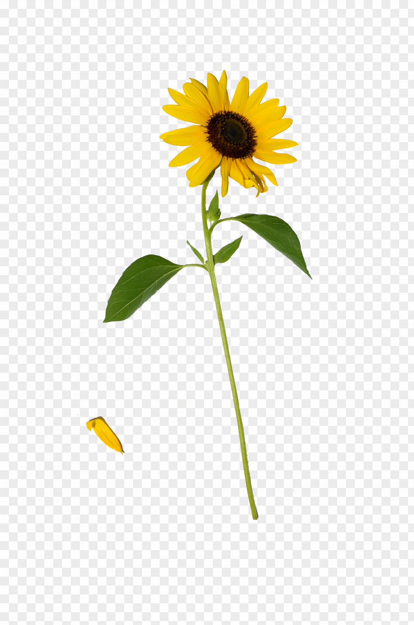 Sunflower Common Daisy Family Clip Art PNG