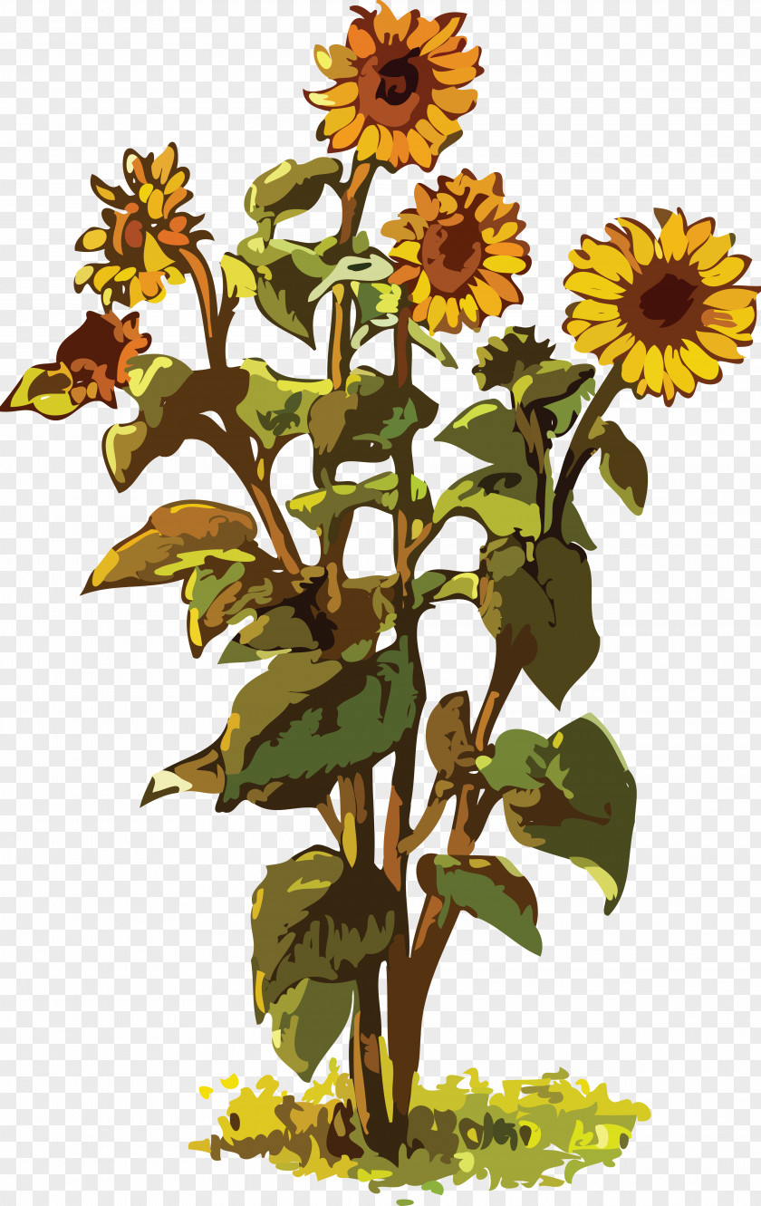 Sunflowers Common Sunflower Drawing Clip Art PNG