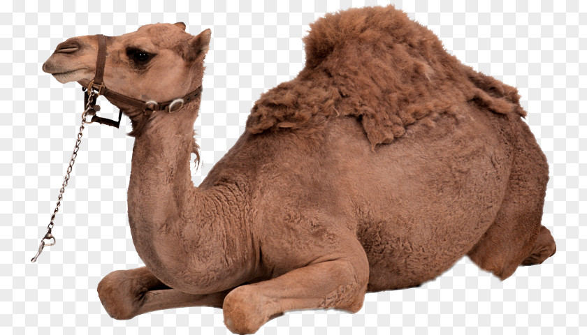 Bactrian Camel Dromedary Clip Art PNG