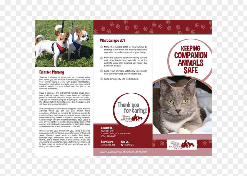 Companion Animal Cruelty To Animals Pamphlet Welfare Brochure Non-profit Organisation PNG