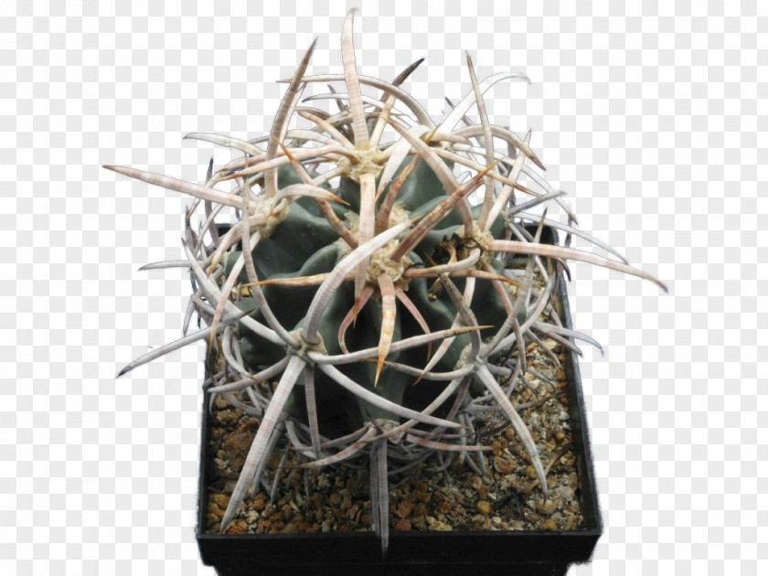 Echinocactus Polycephalus Copiapoa Strombocactus Disciformis Turbinicarpus Pseudomacrochele PNG