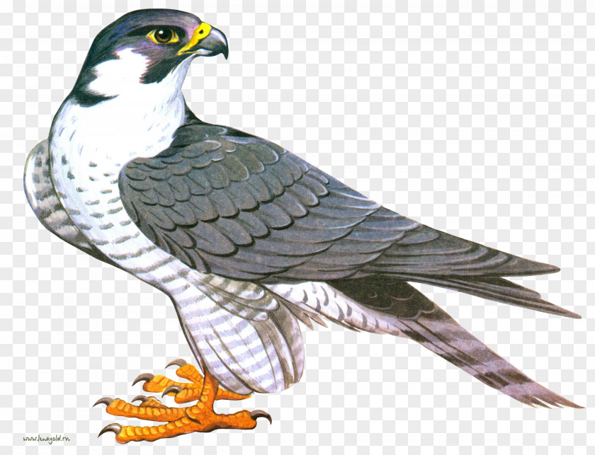 Falcon Clip Art PNG