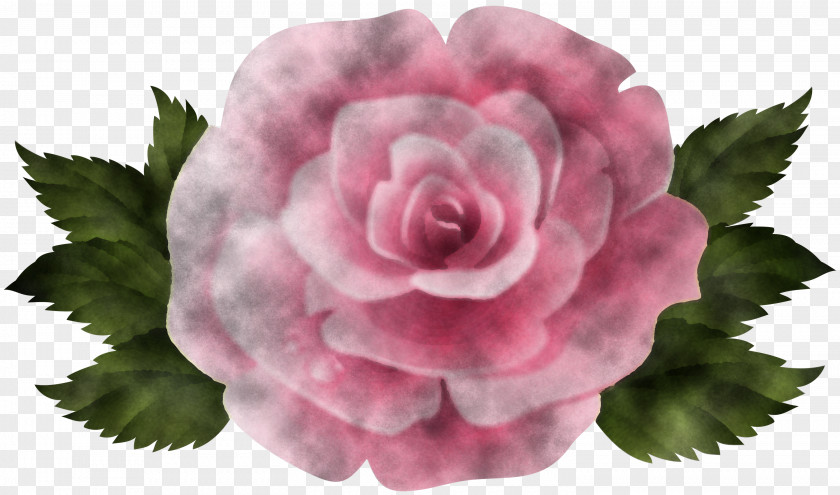 Garden Roses PNG