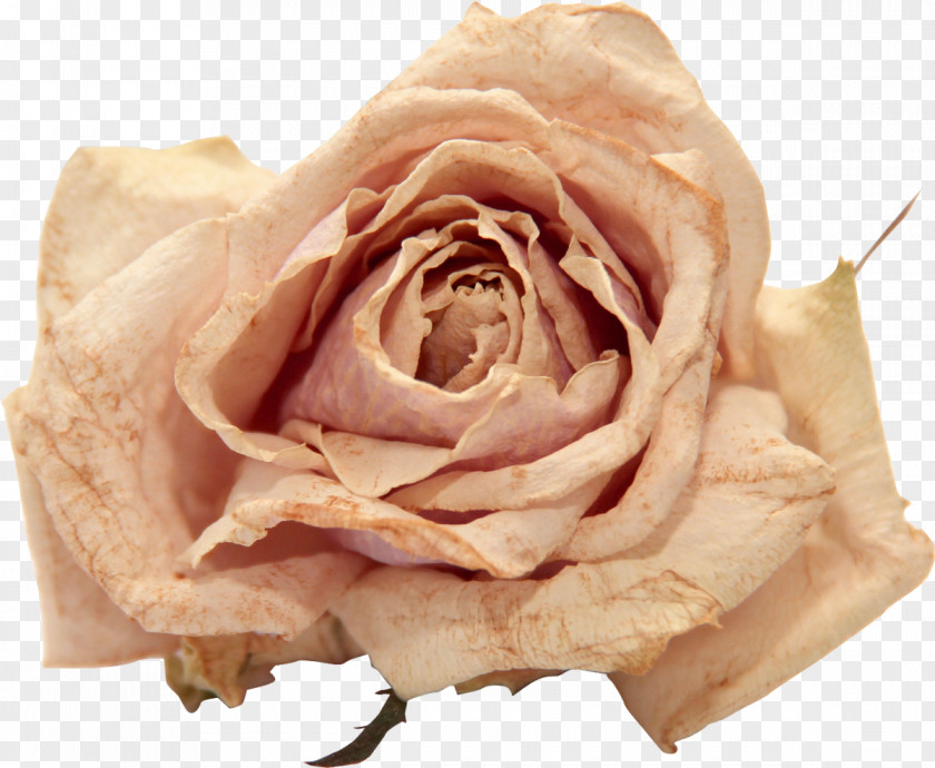 Marigold Flower Rose Polyvore PNG