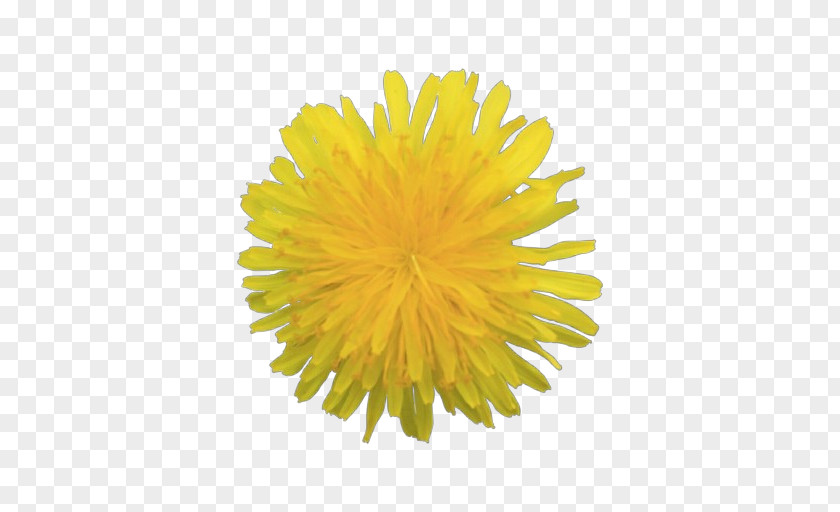 Native Sowthistle Pollen Dandelion Yellow Sow Thistles Flower PNG