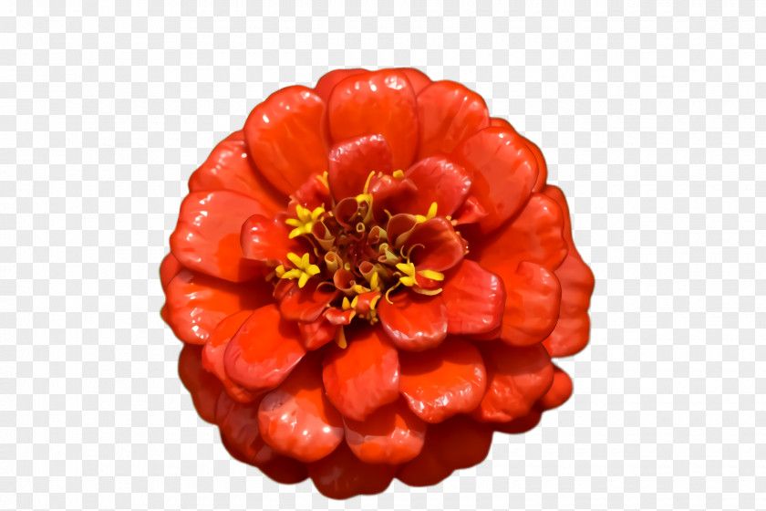 Perennial Plant Berry Blossom Flower PNG