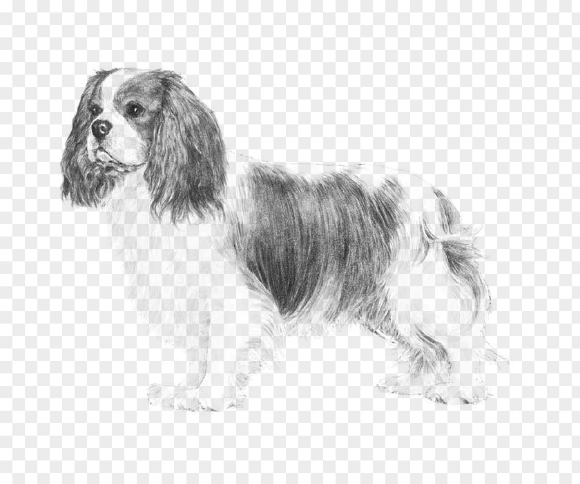 Puppy Cavalier King Charles Spaniel Glen French Bulldog PNG