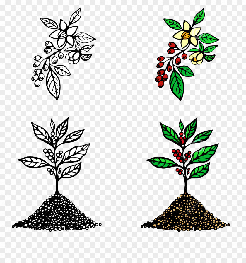 Cartoon Coffee Tree Seconds Picture Material Arabica Cafe Illustration PNG